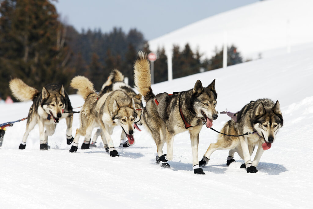 Dog Sledding